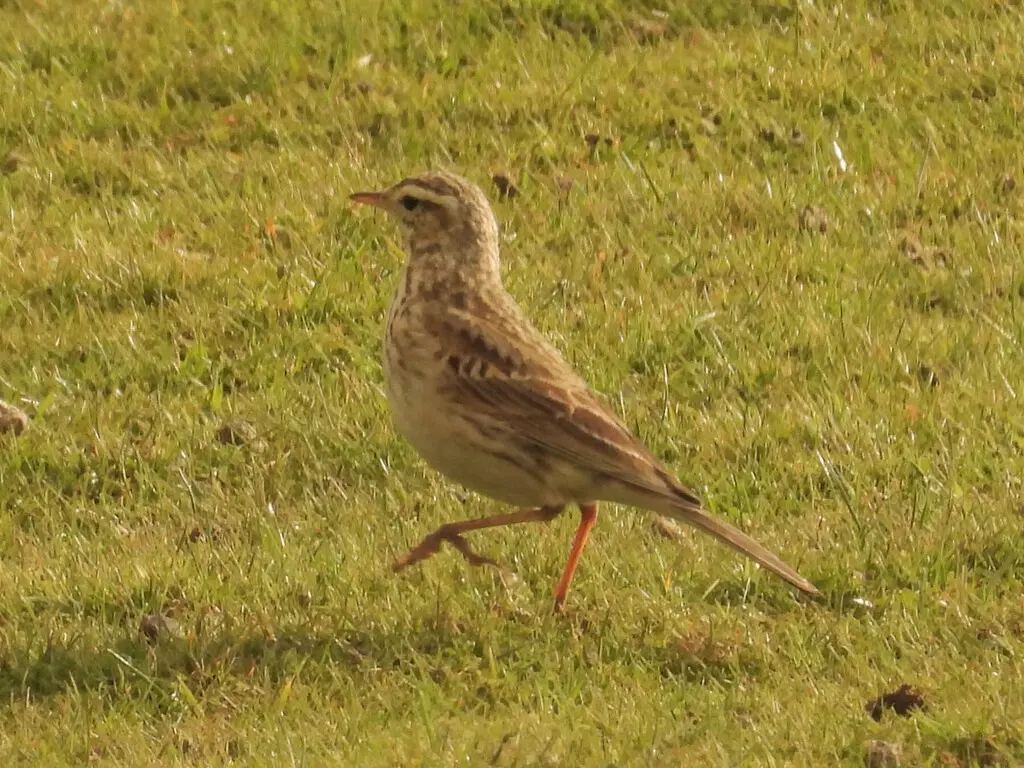 澳洲鹨(Anthus australis)