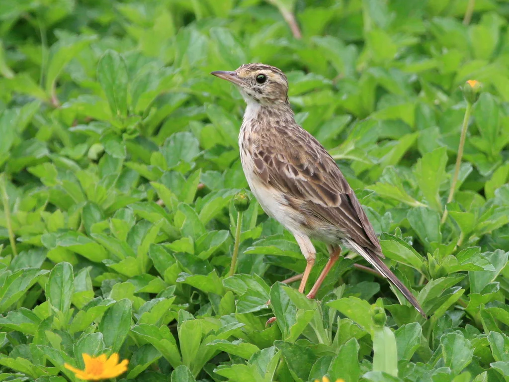 澳洲鹨(Anthus australis)
