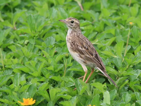 澳洲鹨