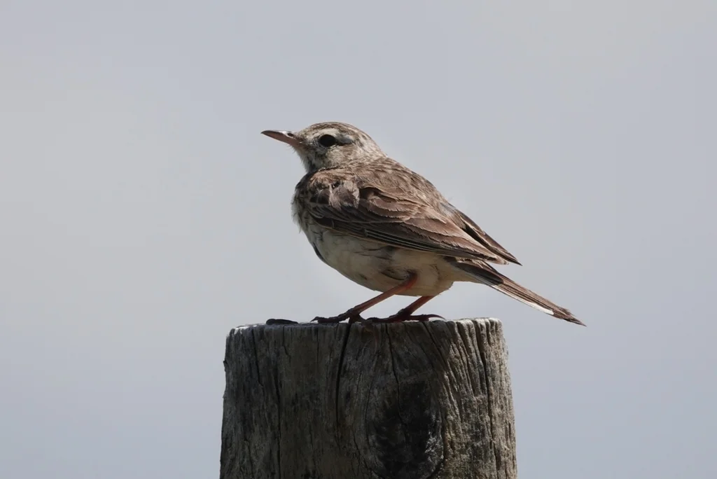 澳洲鹨(Anthus australis)