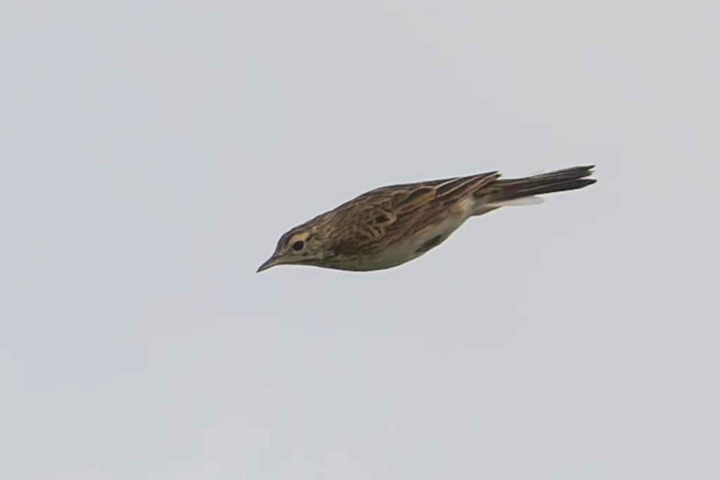 澳洲鹨(Anthus australis)