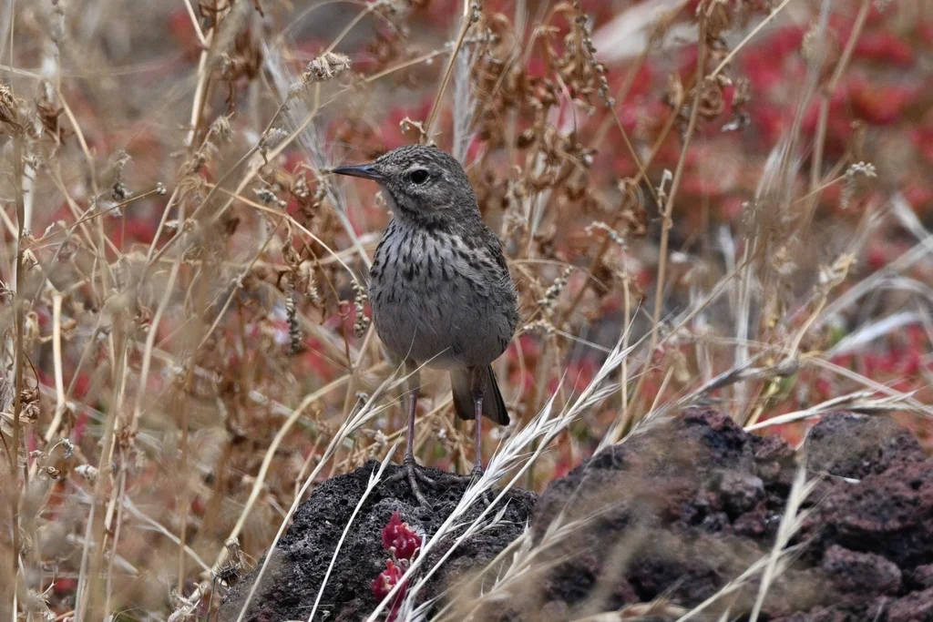 伯氏鹨(Anthus berthelotii)