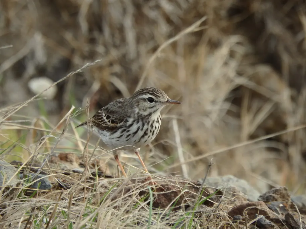 伯氏鹨(Anthus berthelotii)