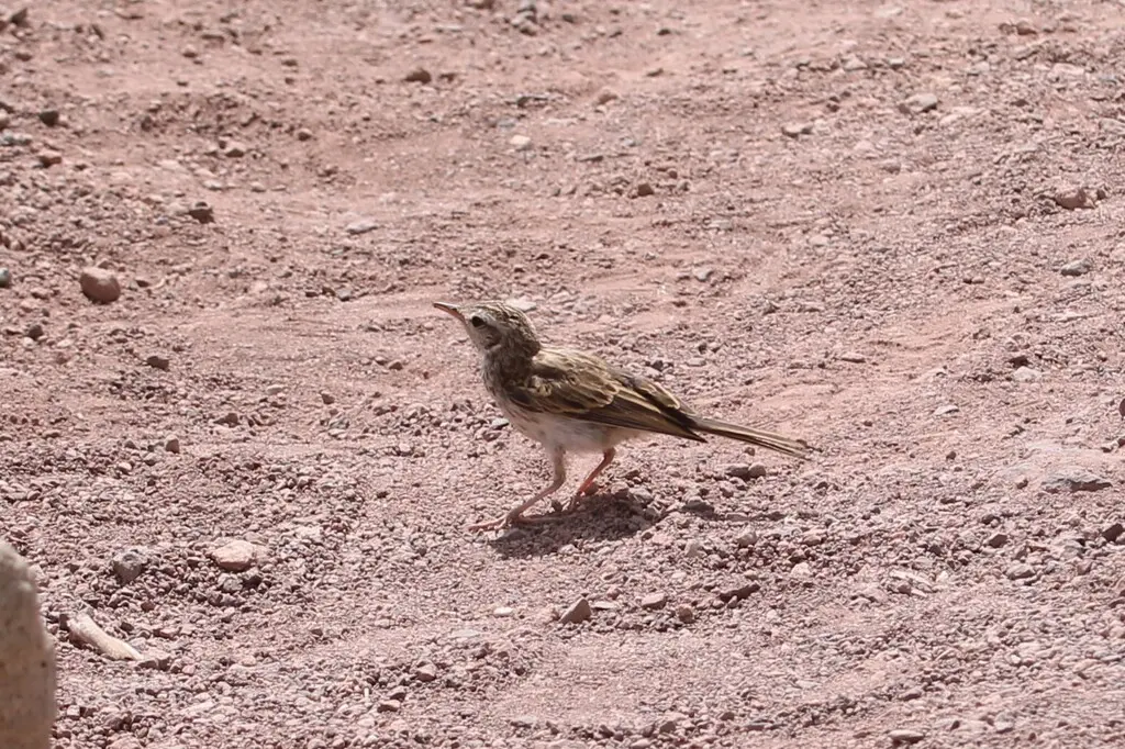 伯氏鹨(Anthus berthelotii)