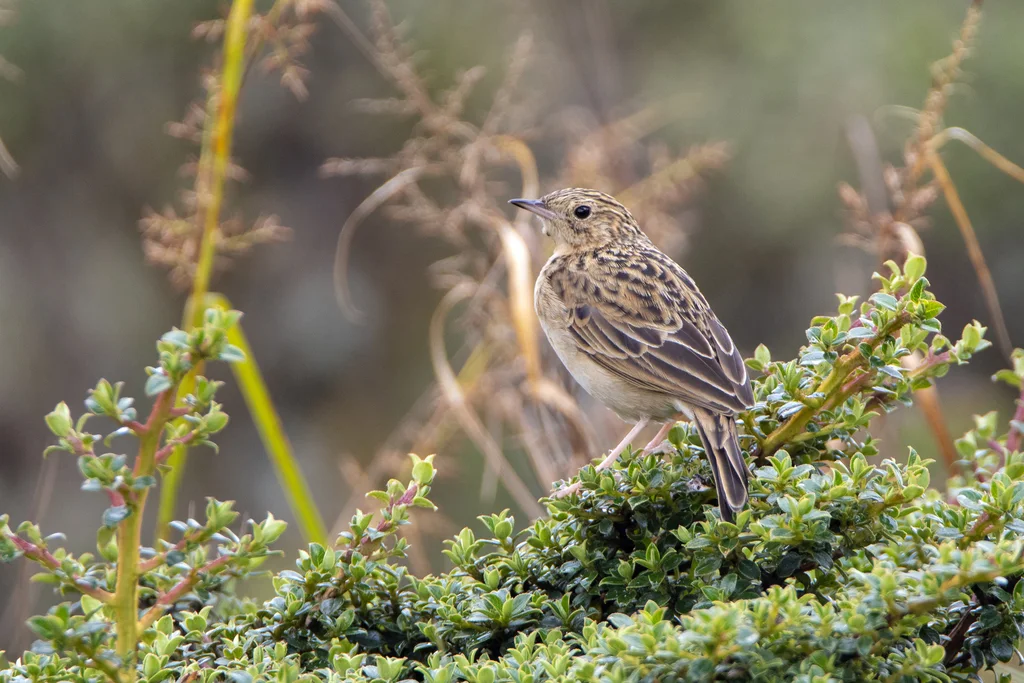 帕拉鹨(Anthus bogotensis)