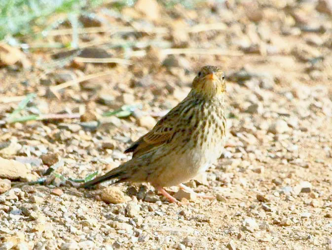 短尾鹨(Anthus brachyurus)