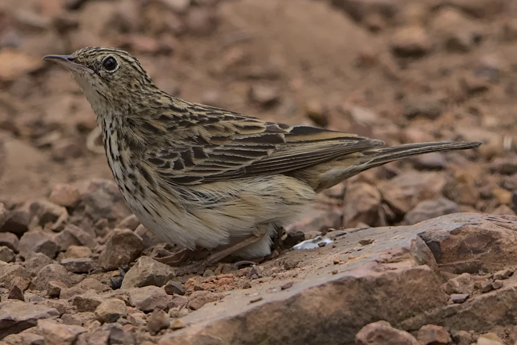 南非鹨(Anthus caffer)
