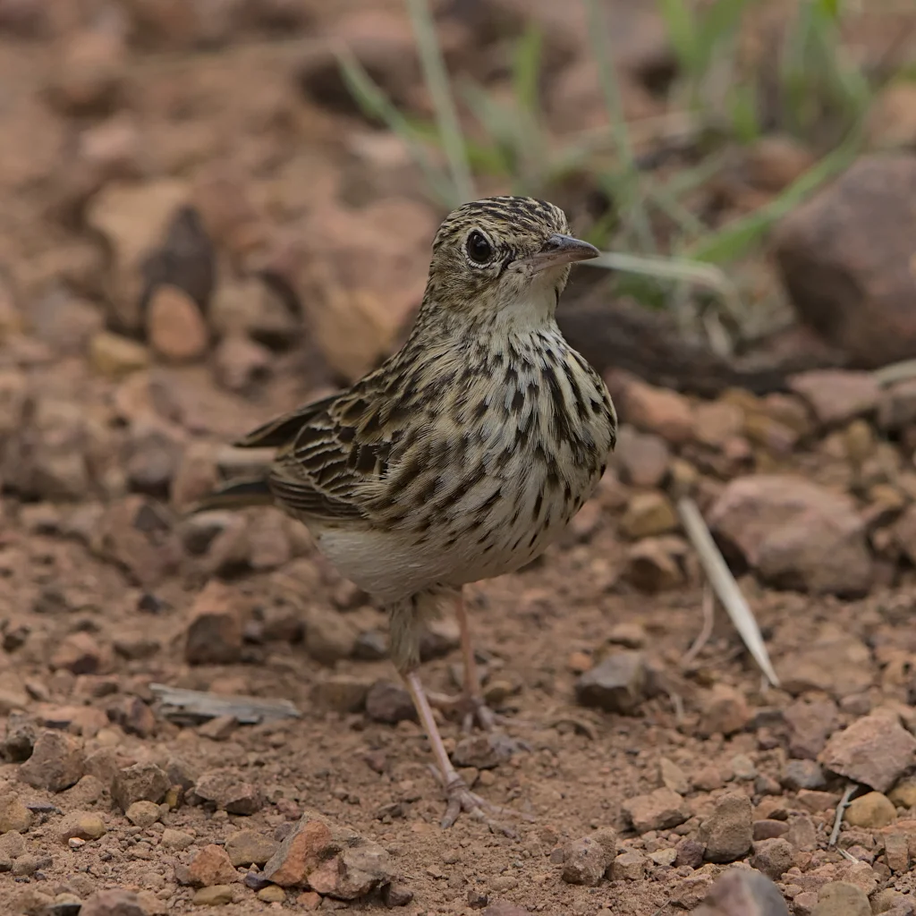 南非鹨(Anthus caffer)