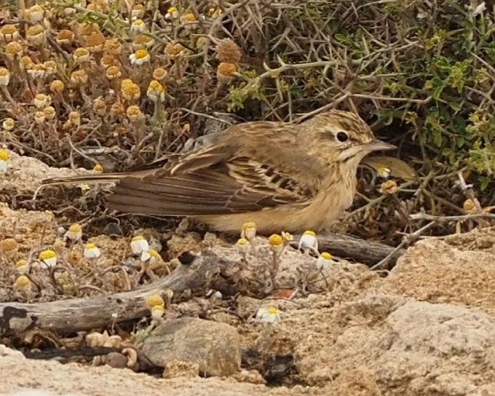 平原鹨(Anthus campestris)