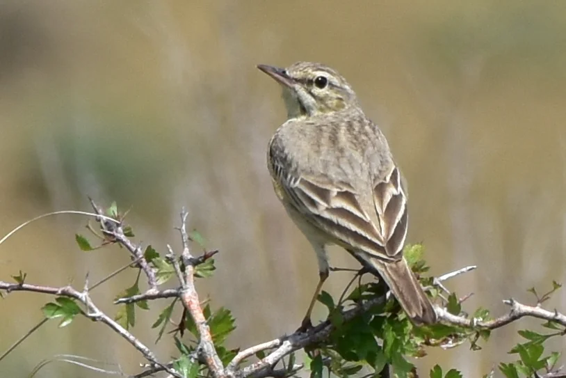 平原鹨(Anthus campestris)