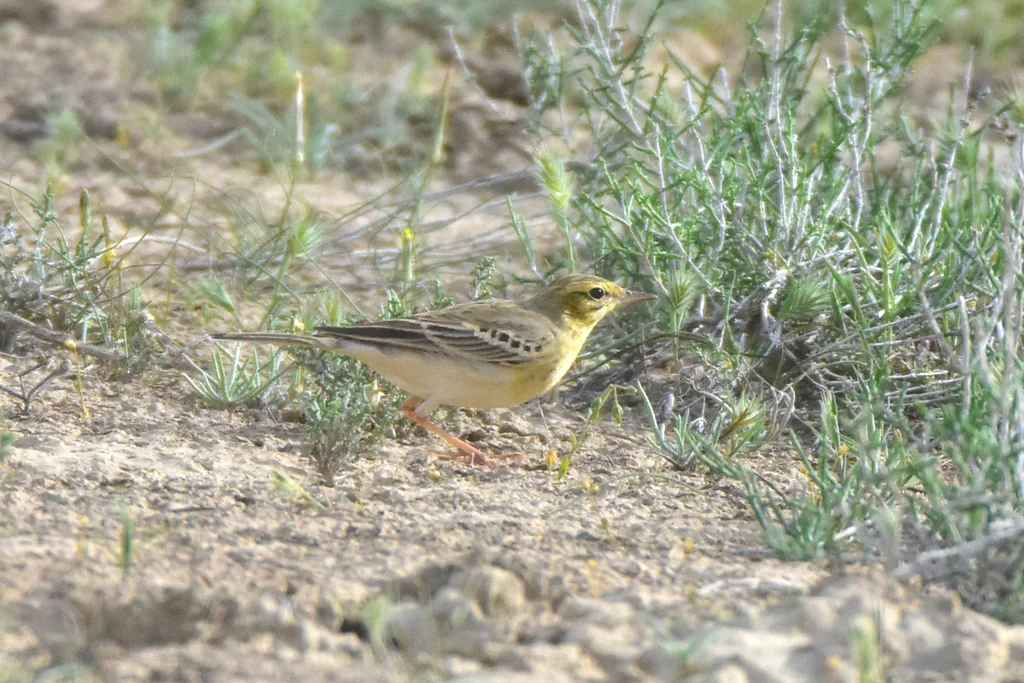 平原鹨(Anthus campestris)