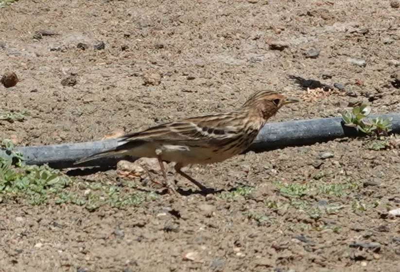 红喉鹨(Anthus cervinus)