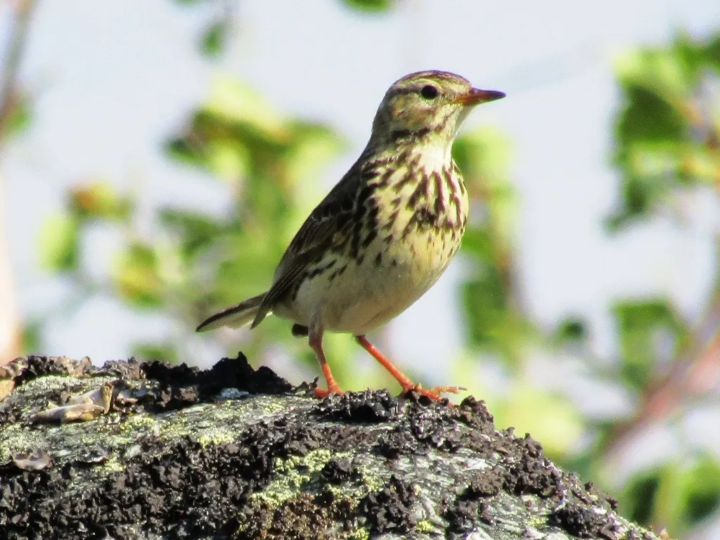 红喉鹨(Anthus cervinus)