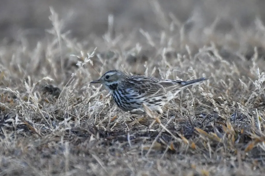 红喉鹨(Anthus cervinus)