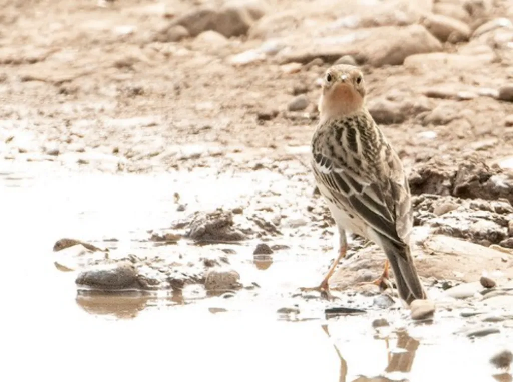 红喉鹨(Anthus cervinus)