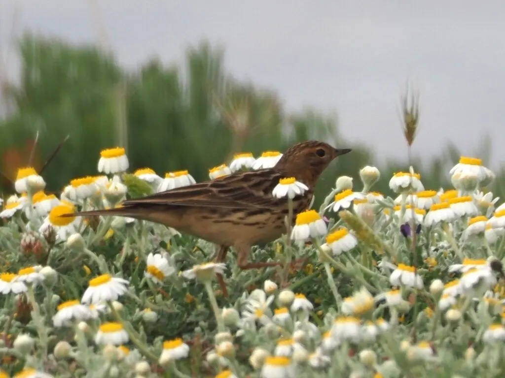 红喉鹨(Anthus cervinus)