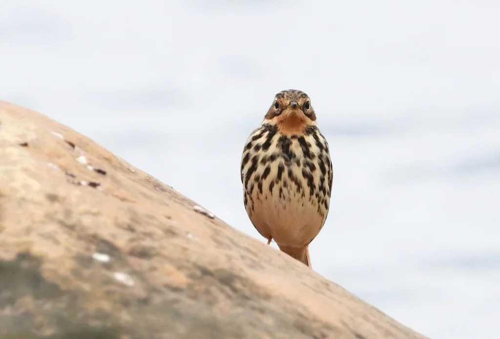 红喉鹨（Anthus cervinus）