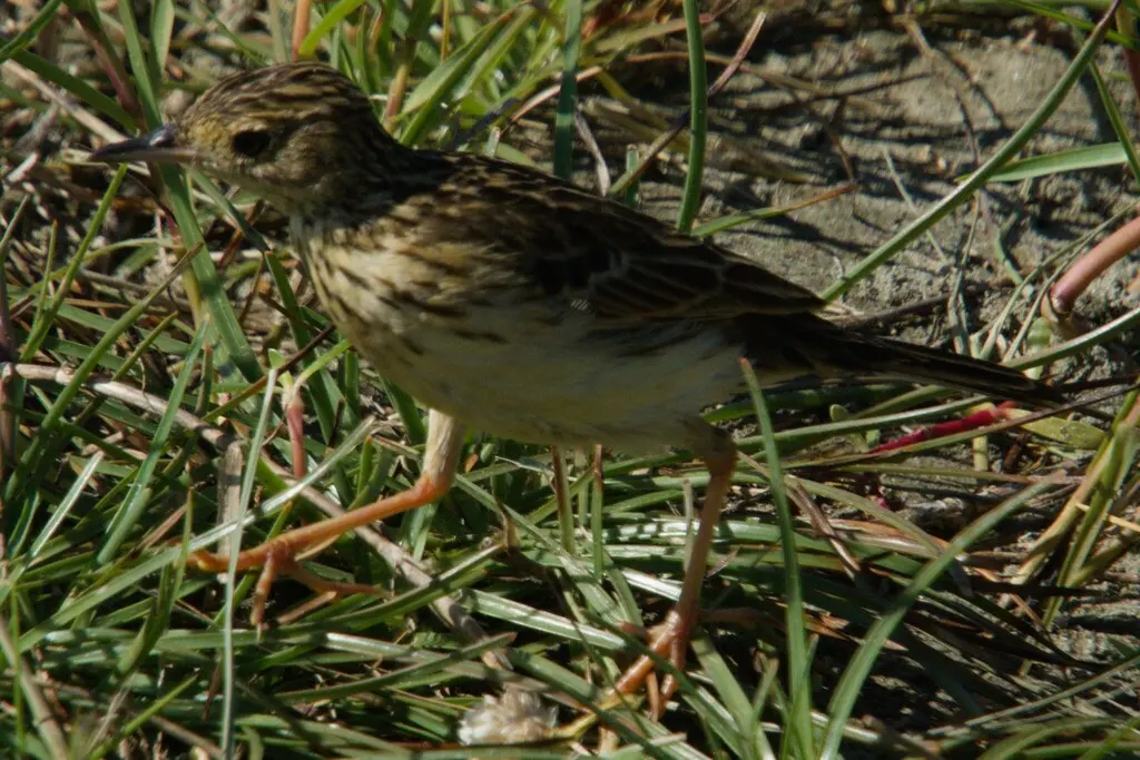黄鹨(Anthus chii)