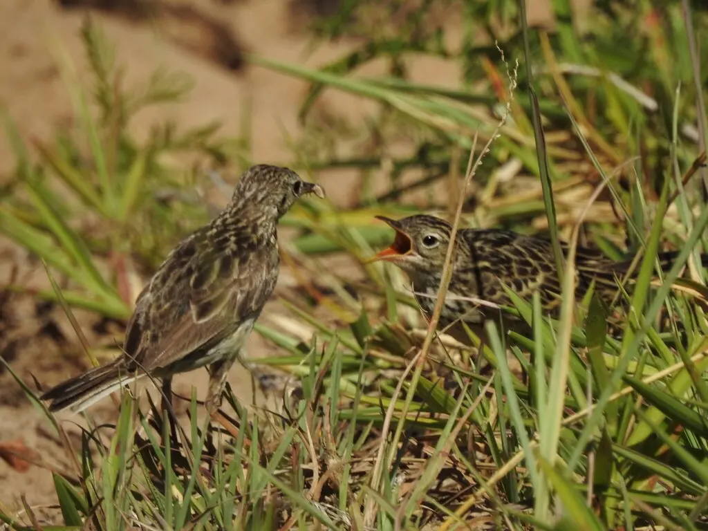 黄鹨(Anthus chii)