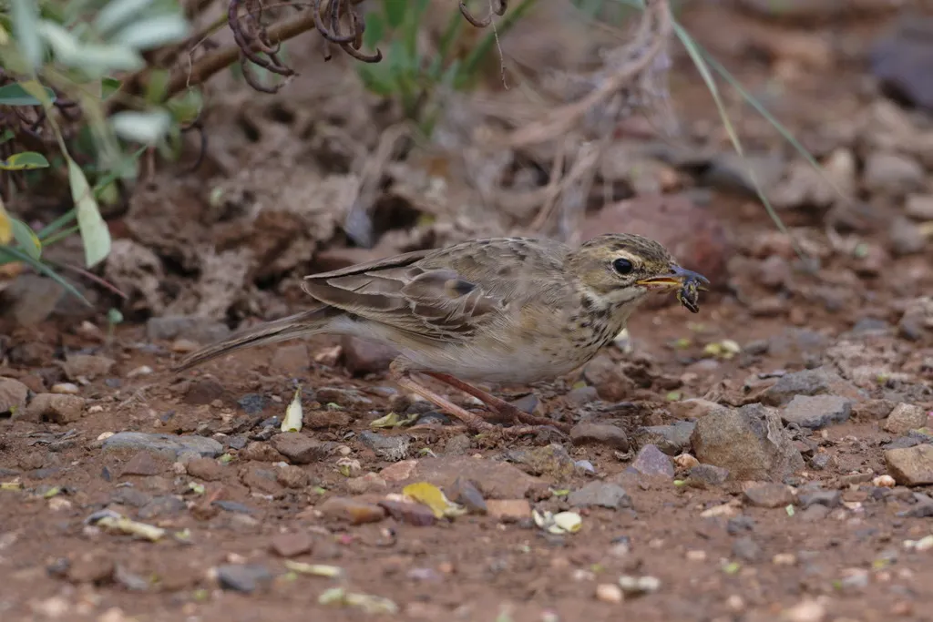 非洲鹨(Anthus cinnamomeus)