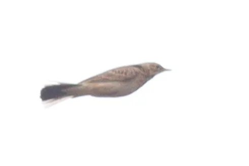 非洲鹨（Anthus cinnamomeus）