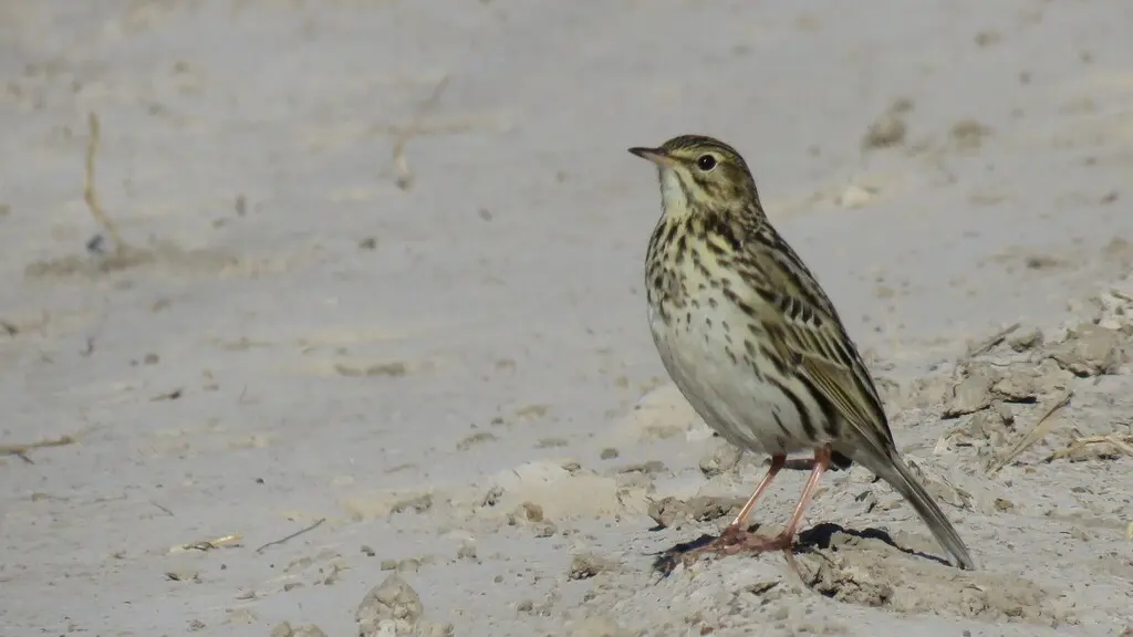 科雷鹨(Anthus correndera)
