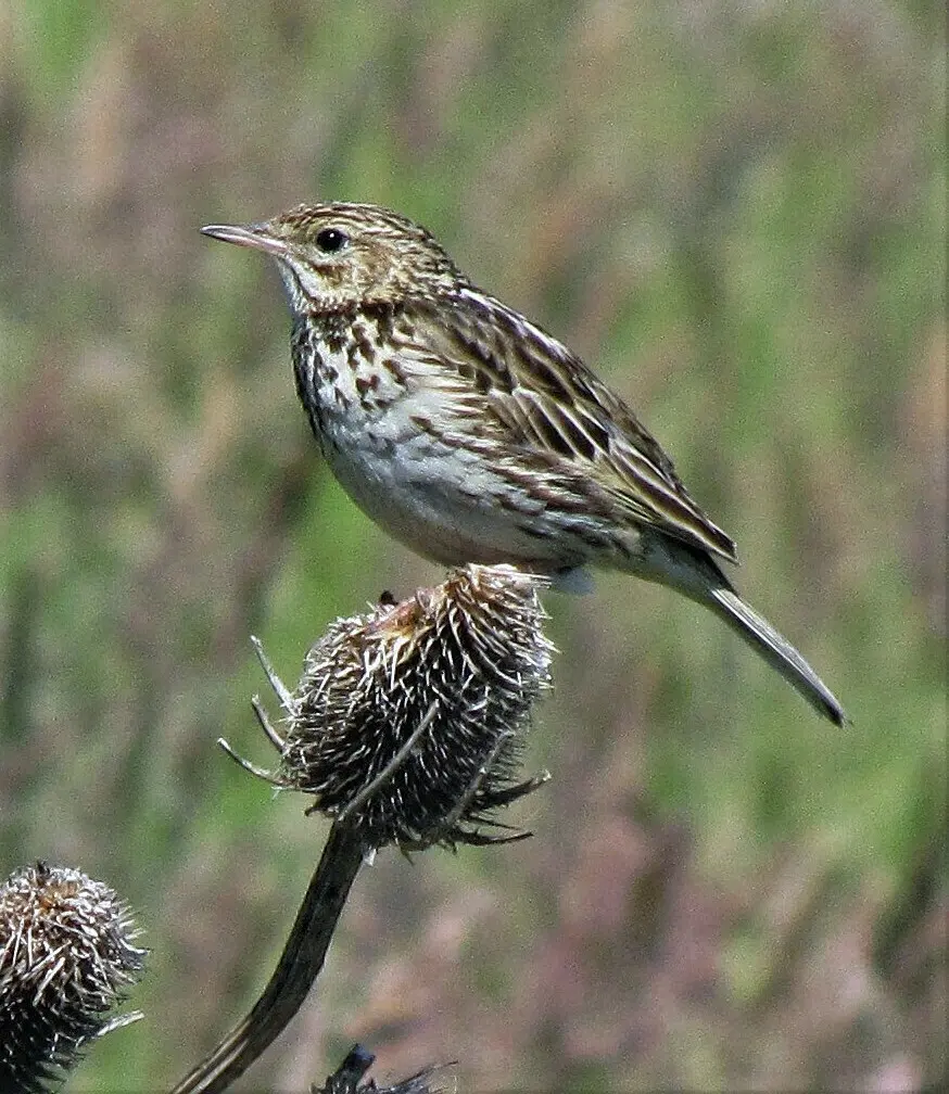 科雷鹨(Anthus correndera)