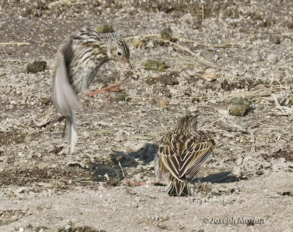 科雷鹨(Anthus correndera)