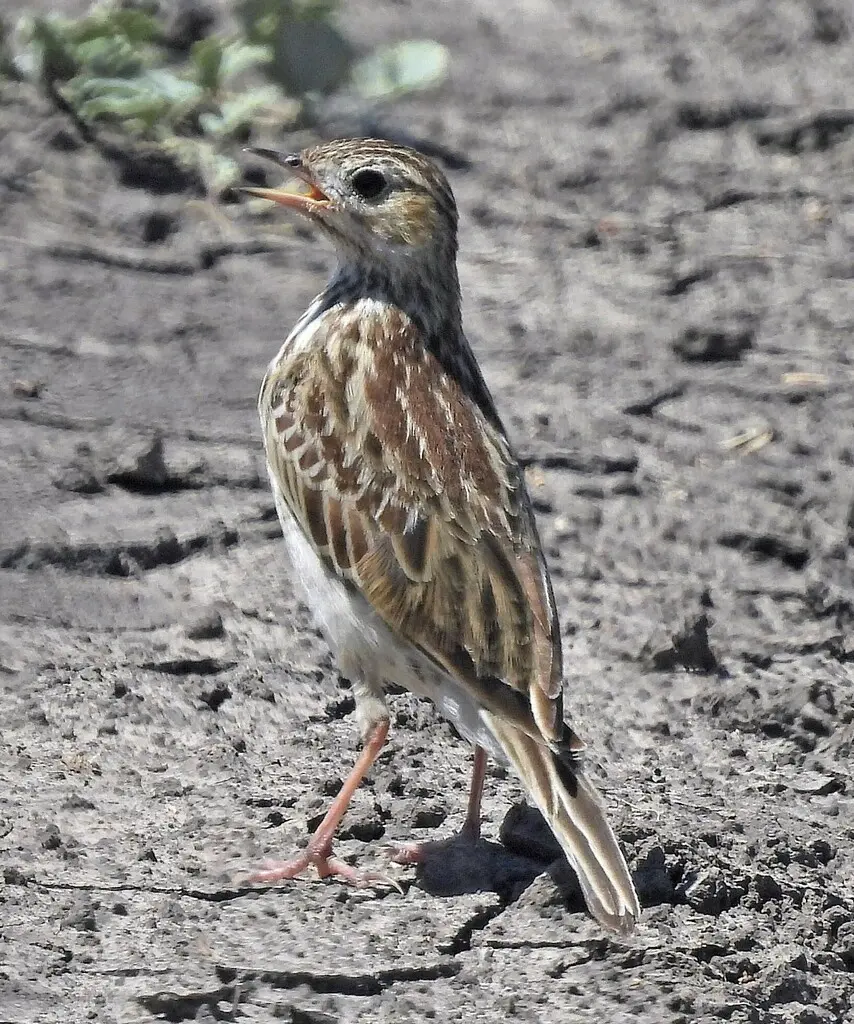 短嘴鹨(Anthus furcatus)