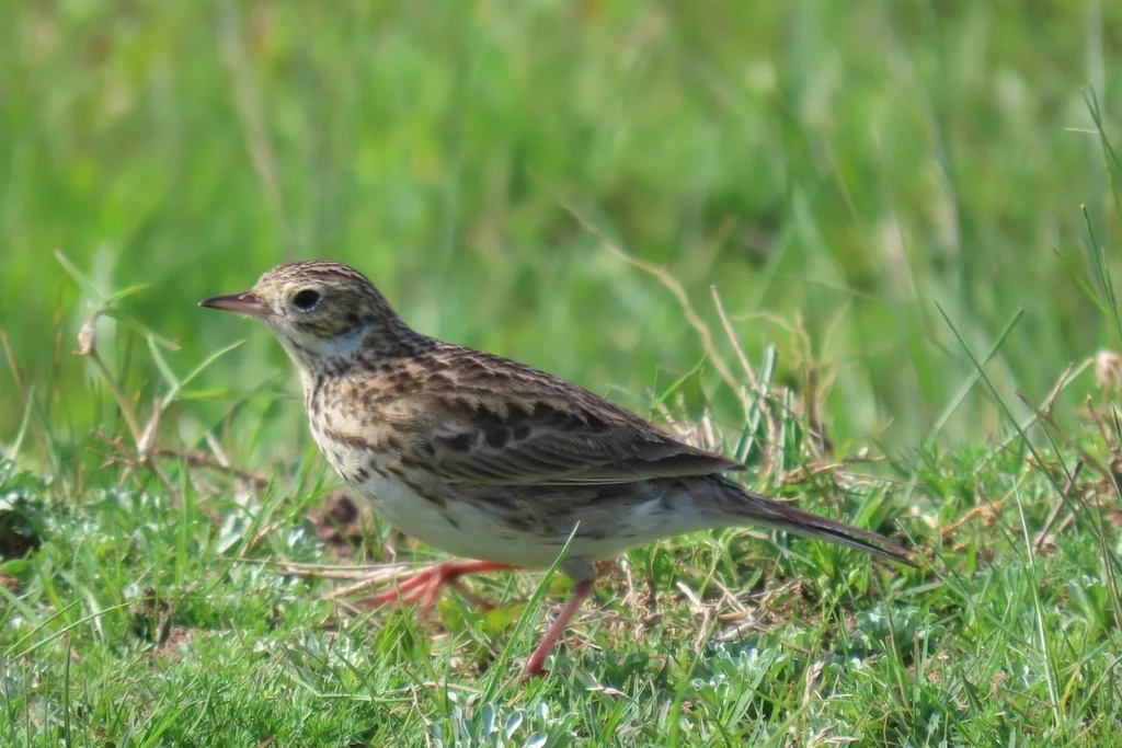 短嘴鹨(Anthus furcatus)