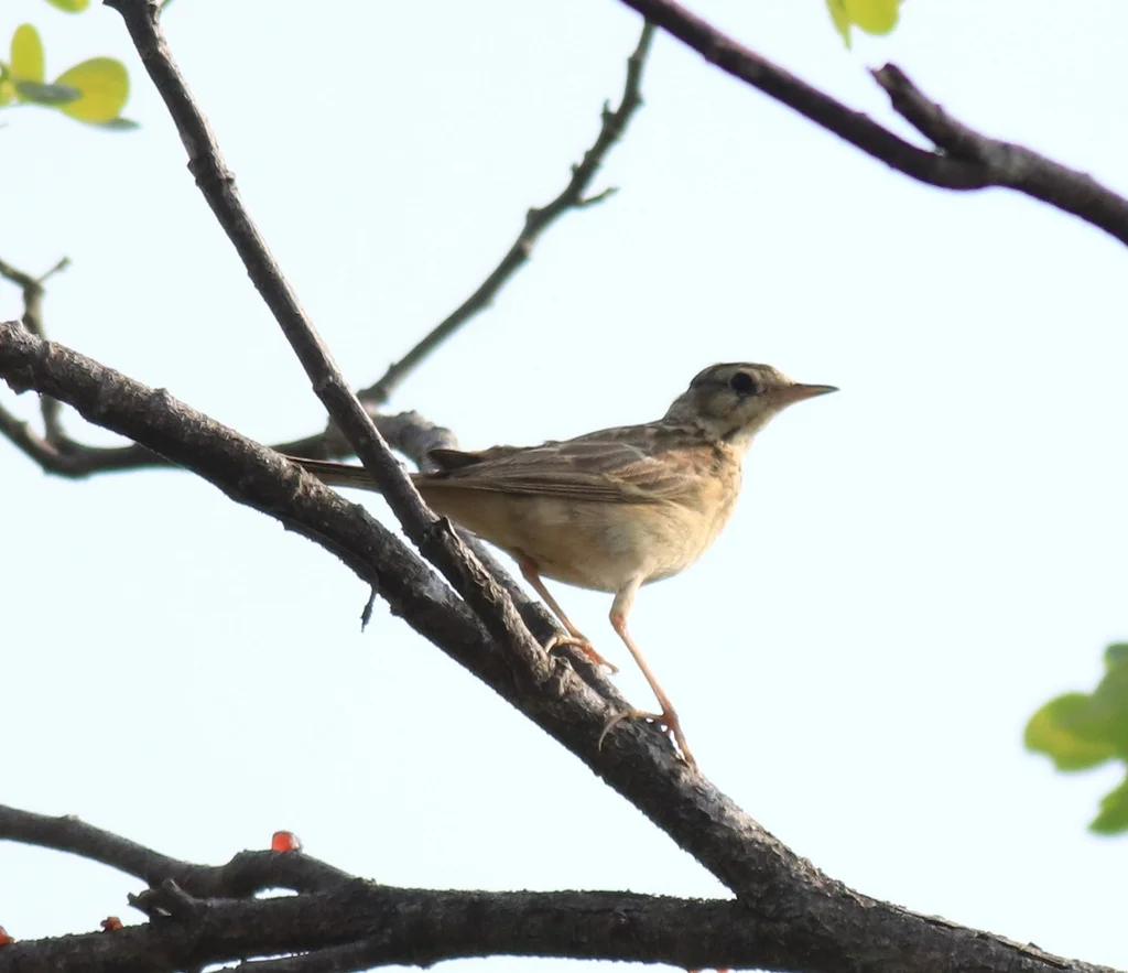 布氏鹨(Anthus godlewskii)