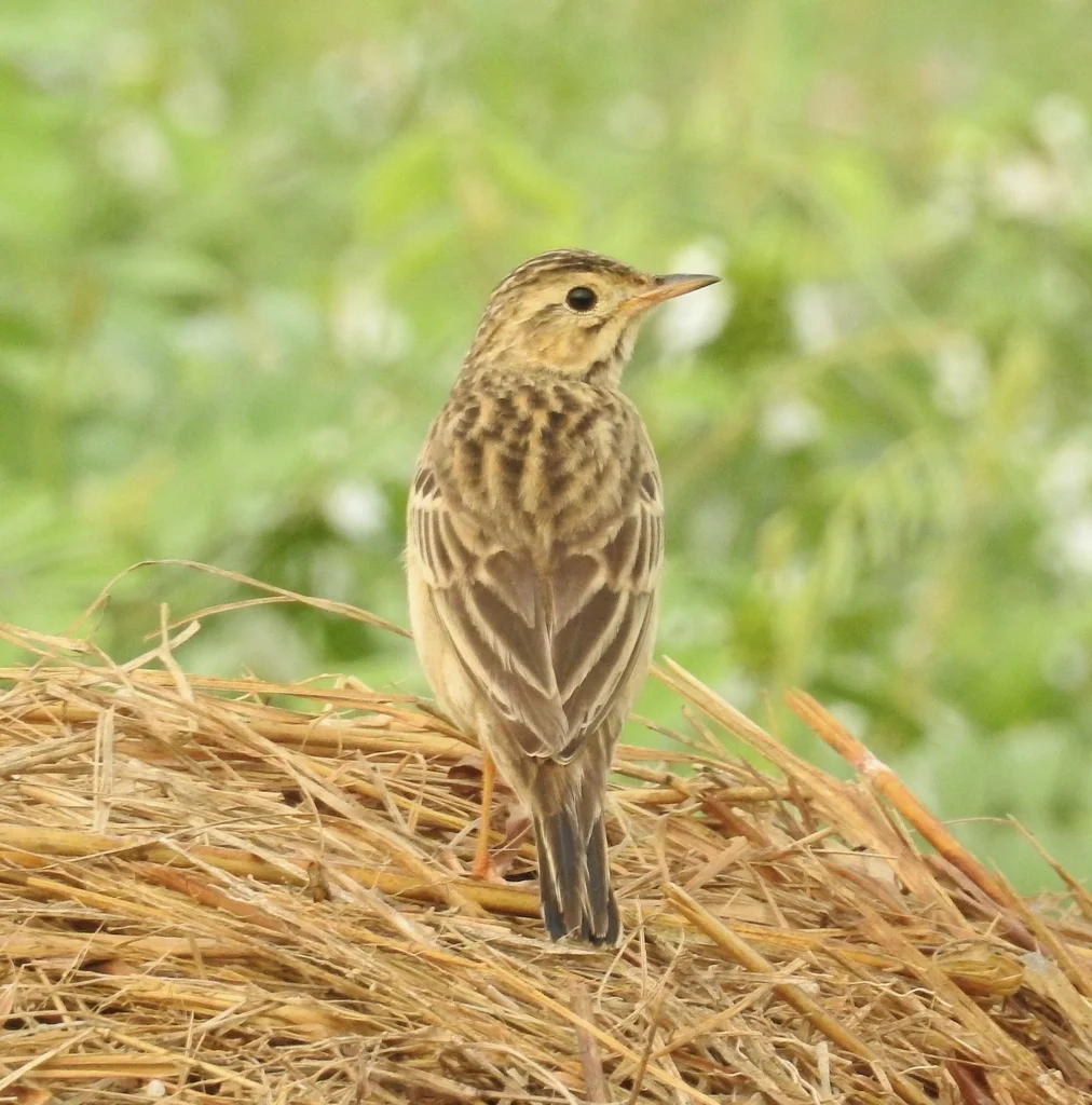 布氏鹨(Anthus godlewskii)