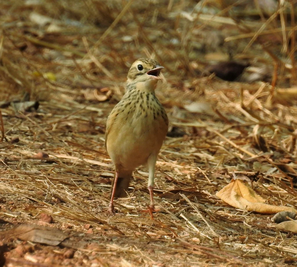 布氏鹨(Anthus godlewskii)