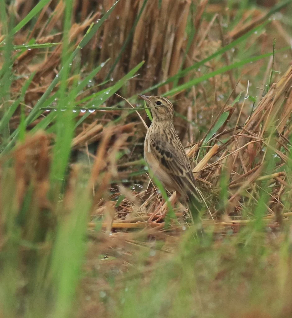 布氏鹨(Anthus godlewskii)