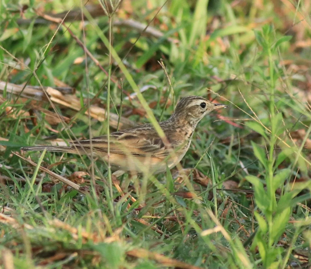 布氏鹨(Anthus godlewskii)