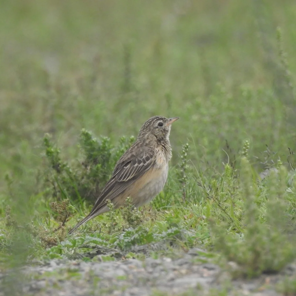 布氏鹨(Anthus godlewskii)
