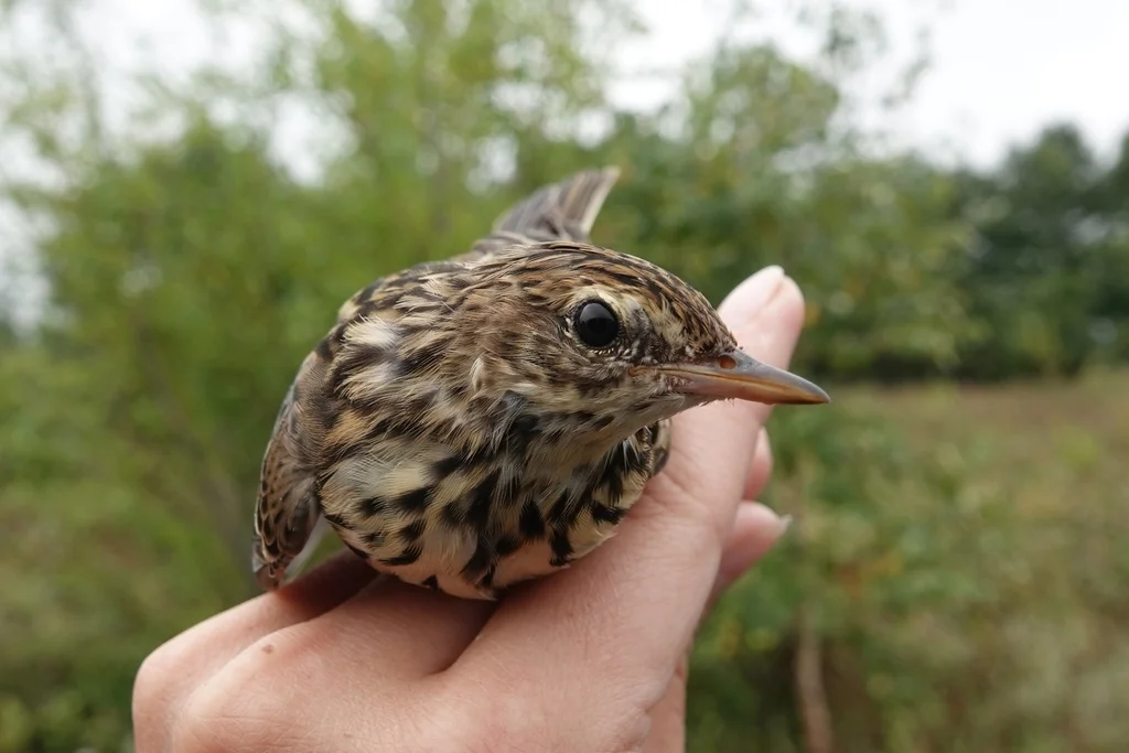 北鹨(Anthus gustavi)