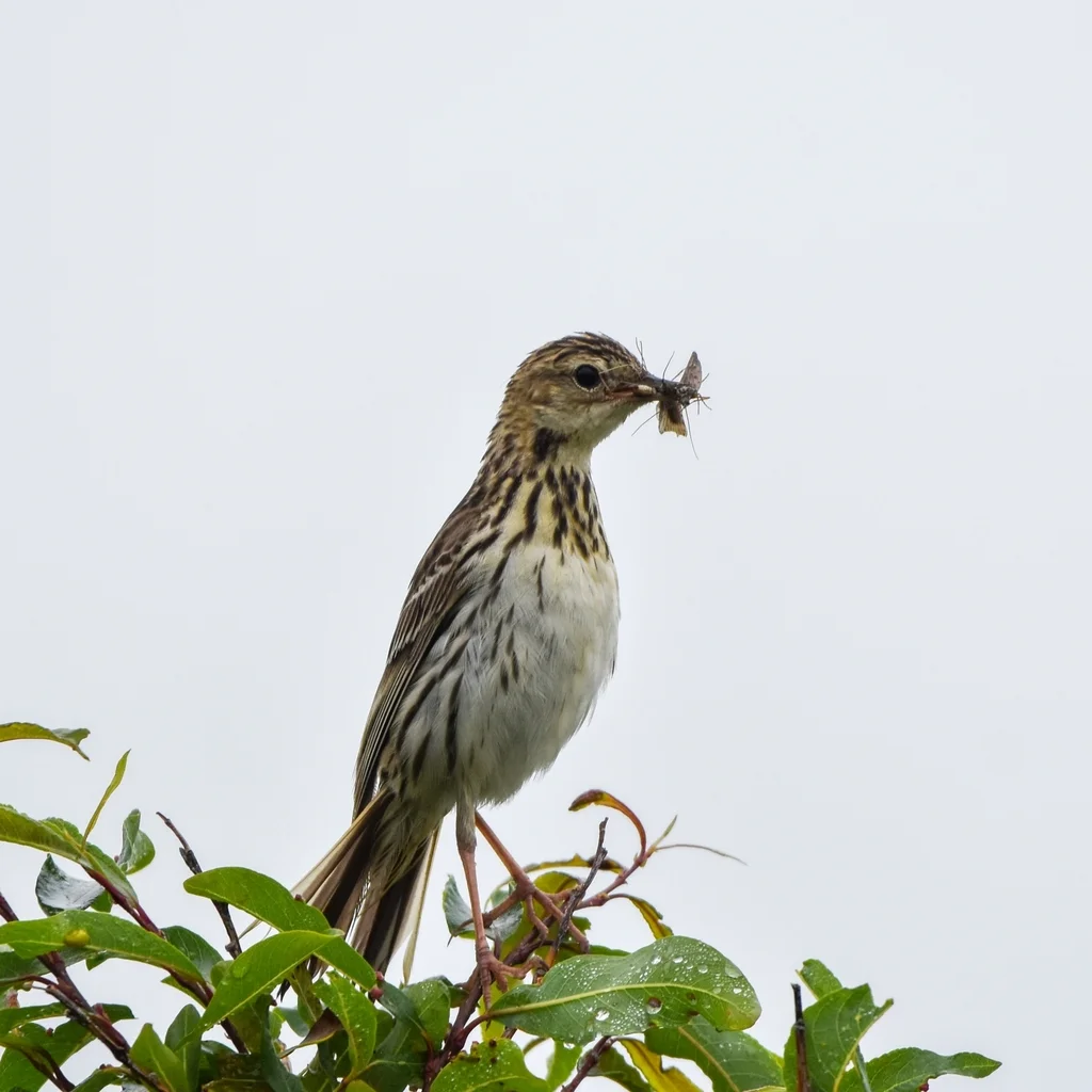 北鹨(Anthus gustavi)