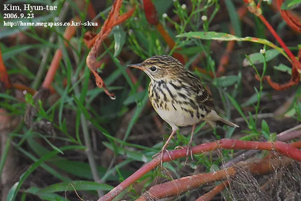 北鹨(Anthus gustavi)