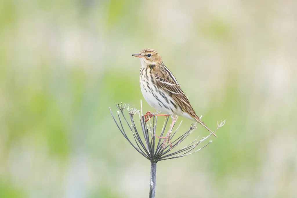 北鹨(Anthus gustavi)