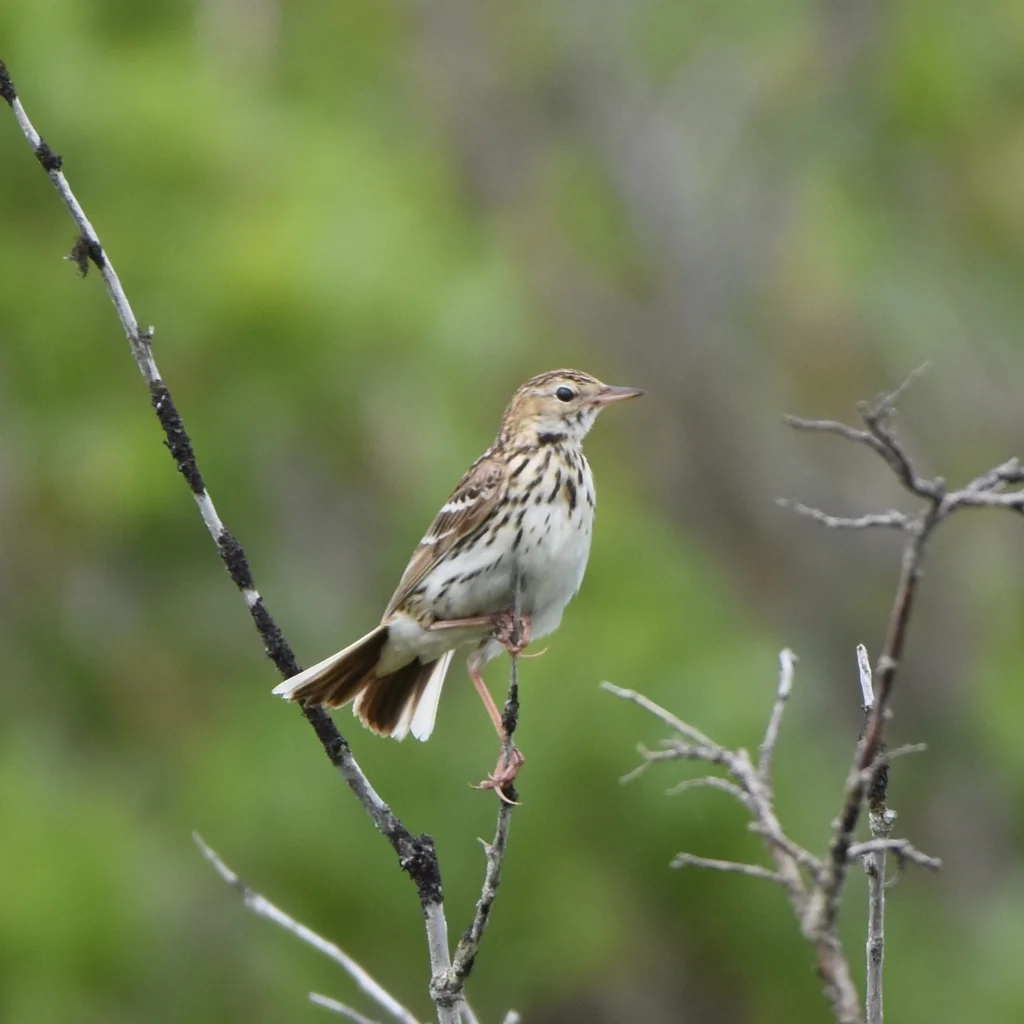 北鹨(Anthus gustavi)