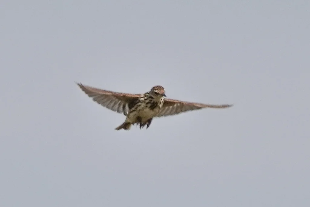 北鹨(Anthus gustavi)