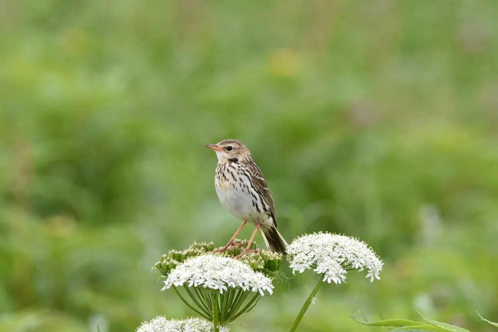 北鹨(Anthus gustavi)