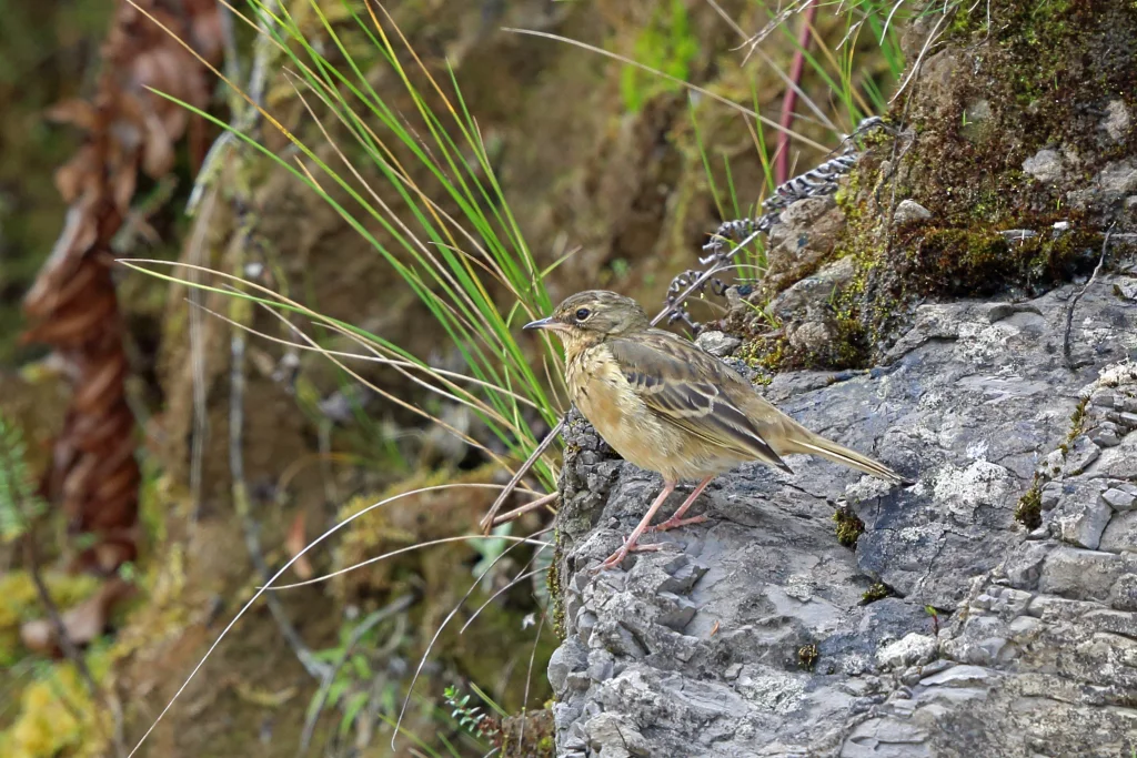 斑喉鹨(Anthus gutturalis)