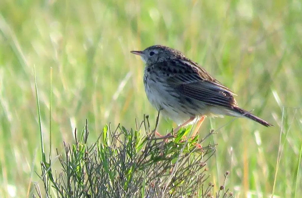 赫氏鹨(Anthus hellmayri)