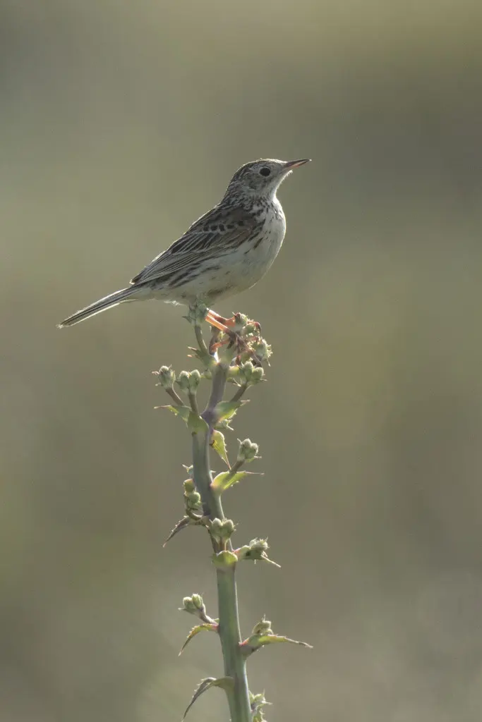 赫氏鹨(Anthus hellmayri)