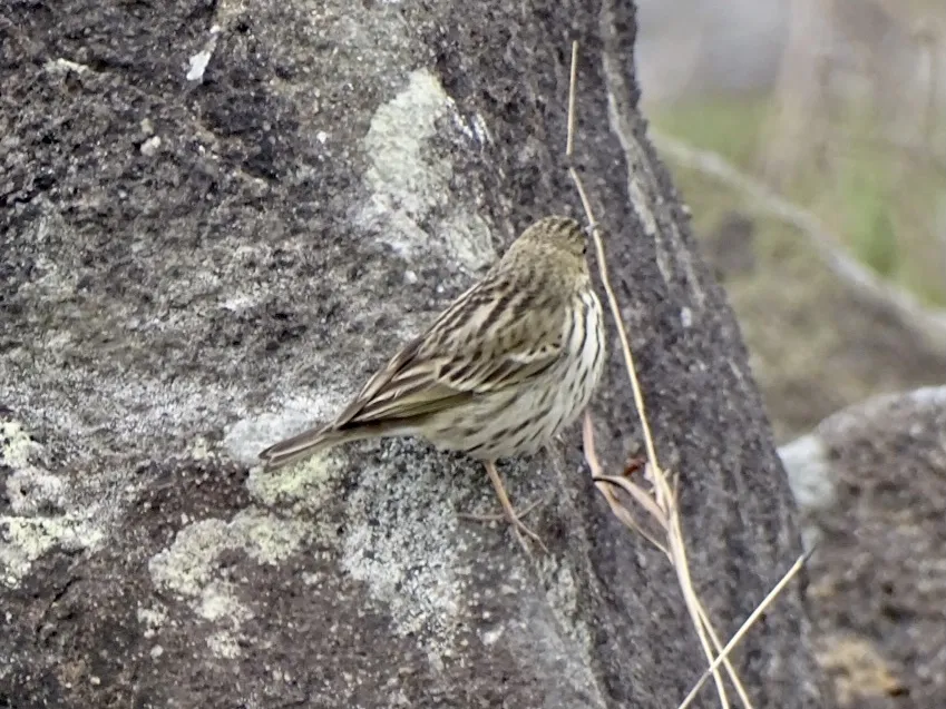 树鹨(Anthus hodgsoni)
