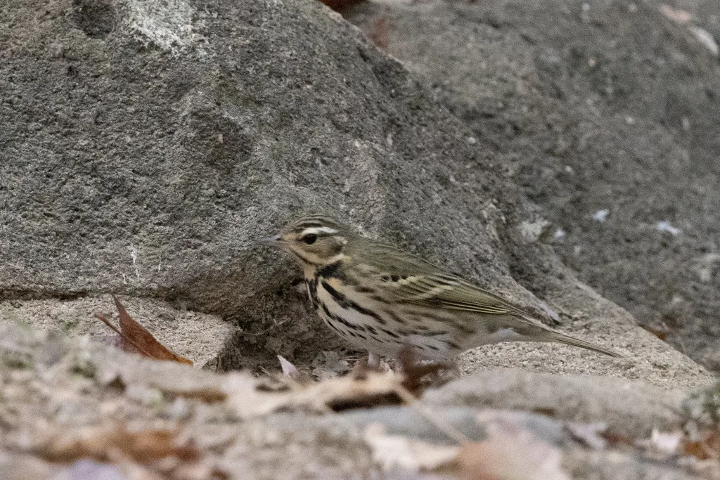 树鹨(Anthus hodgsoni)