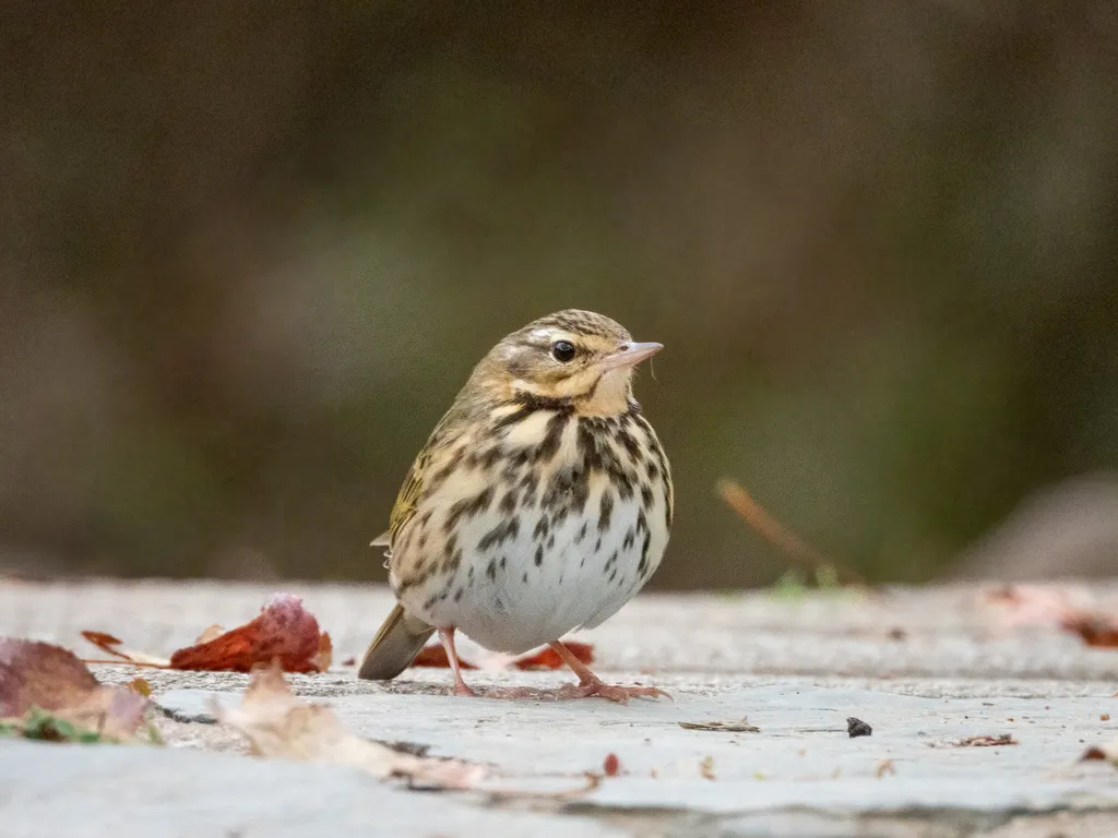 树鹨(Anthus hodgsoni)