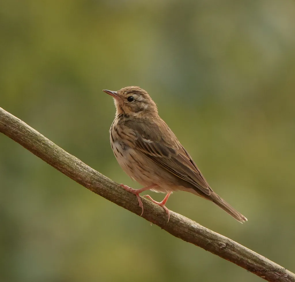 树鹨(Anthus hodgsoni)
